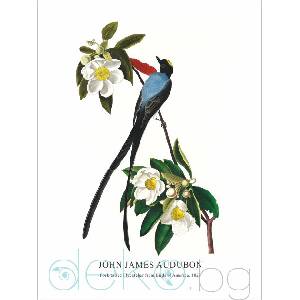  Принт Fork-tailed Flycatcher, Джон Джеймс Одюбон - репродукция (Print1045)
