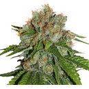 Seedstockers Amnesia semena neobsahují THC 5 ks