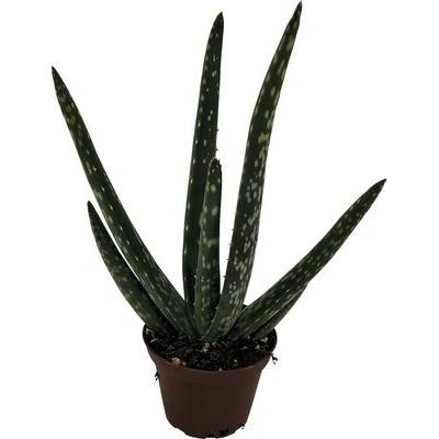 Aloe FloraSelf Aloe vera květináč Ø 6 cm