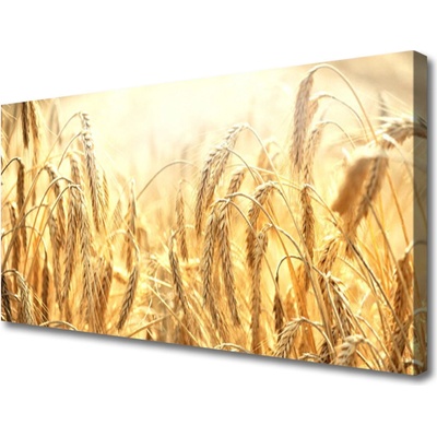 Obraz Canvas Obilie pole klasy príroda 100x50 cm