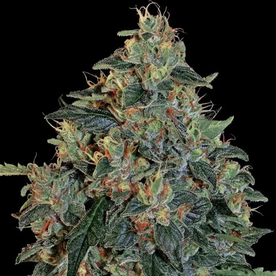 Blueberry OG Barney's Farm semena neobsahují THC 10 ks