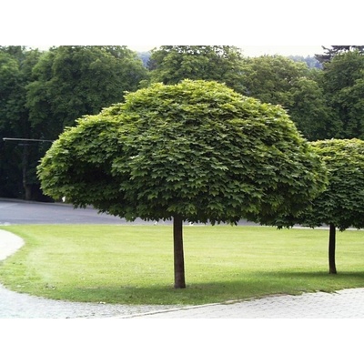Javor mliečny Globosum na 110-120 cm kmienku, výška 160-170 cm, kvetináč 18 l