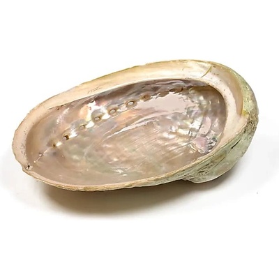 Milujeme Kameny vykuřovací mušle Abalone - maxi – Sleviste.cz