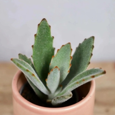 Kalanchoe Tomentosa baby