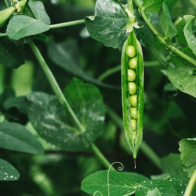 BIO Hrách dřeňový Malý Rheinland - Pisum sativa - bio semena - 45 ks