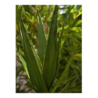 Aloe vera zelená, 50 cm