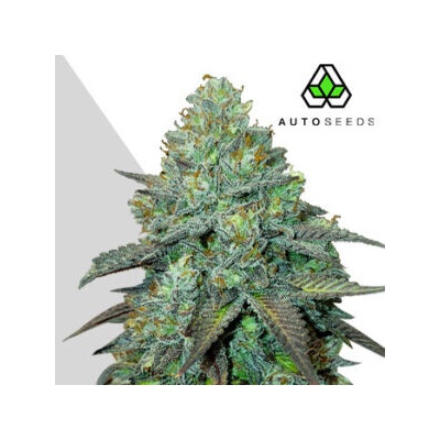 Auto Seeds Gelato Auto semienka neobsahujú THC 3 ks