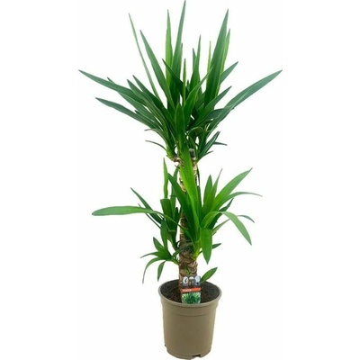 Juka dvojkmeň 70-80 cm - Yucca elephantipes, kont. p17
