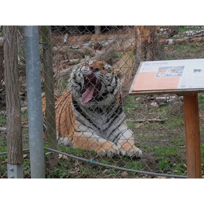 Ošetřovatelem v zoo na jeden den + nocování | zážitkový poukaz