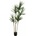 Dracena zelená, 170cm