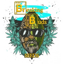 Breaking Buds Seeds Cheeseisenberg semena neobsahují THC 1 ks