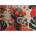 Educa - Puzzle Guardian of the Tropics - 500 piese