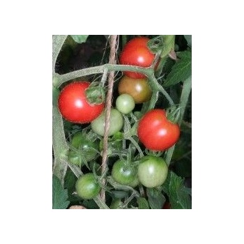 ? Чери домати - humboldt tomato - 15 семена (291156)