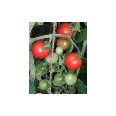 ? Чери домати - humboldt tomato - 15 семена (291156)