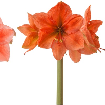 Hvězdník Rilona Hippeastrum prodej cibulovin 1 ks