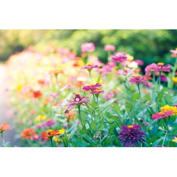 DIMEX ART s. r. o Флизелинов фототапет градина 375 x 250 см