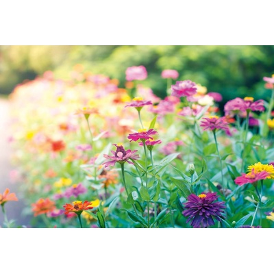 DIMEX ART Флизелинов фототапет градина 375 x 250 см