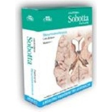 Anatomia Sobotta Flashcards Neuroanatomia.