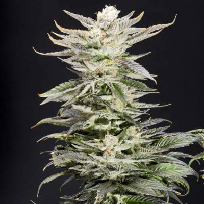Elev8 Seeds XTC OG semena neobsahují THC 3 ks