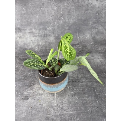 Marantha Leuconeura Lemon Lime 12 cm