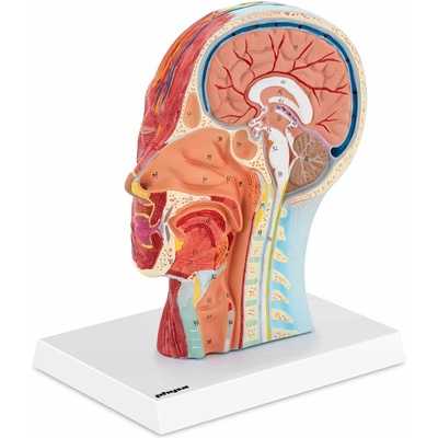 Physa Анатомия на черепа - среден разрез - оригинален размер (phy-hm-4)
