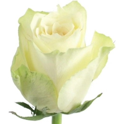 Bílá růže ATHENA 40cm (M)