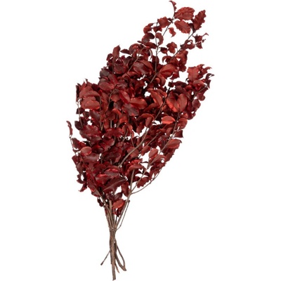 Pitosporum Red - červená