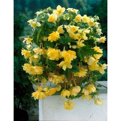 Begónia previslá 'Pendula yellow' 2 ks