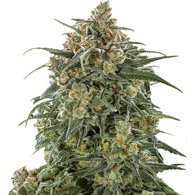 Growers Choice Banana Sherbet semena neobsahují THC 5 ks