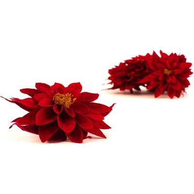 Stabilizované kvety Dahlia - červená
