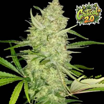 Ganja Farmer Critical+ 2.0 semienka neobsahujú THC 5 ks