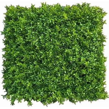 Buxus Muisdoorn, dielec 50 x 50 cm