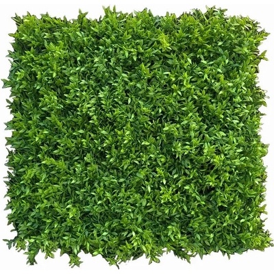 Buxus Muisdoorn, dielec 50 x 50 cm