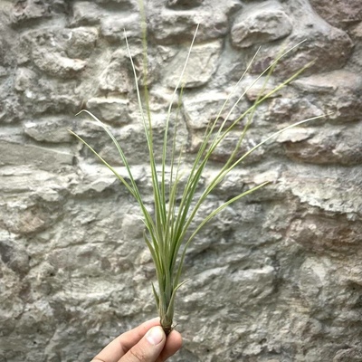Tillandsia exserta