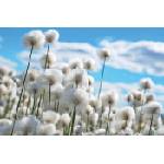 DIMEX ART Флизелинов фототапет цъфтящ памук 375 x 250 см