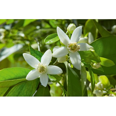 DIMEX ART Флизелинов фототапет бяло цвете 375 x 250 см