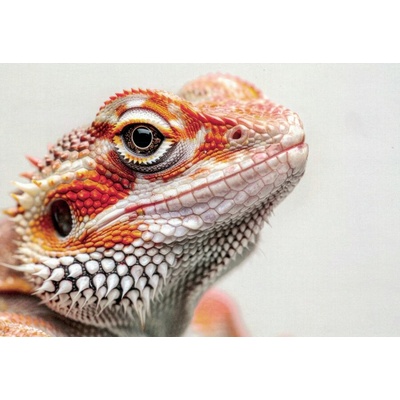 Pohlednice Agama