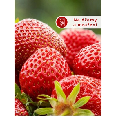 Jahodník 'Senga Sengana' 12 ks poloraný Sazenice: Frigo sadba "A" standard 12 ks – Zboží Dáma