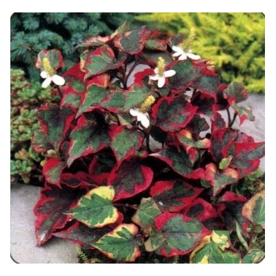 Houttuynia cordata Chameleon - Touleň srdčitá – Hledejceny.cz