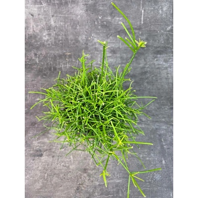 Rhipsalis Baciferra Oasis 10,5 cm (Pralesní kaktus do polostínu)