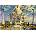 Educa - Puzzle Dream City Art: Taj Mahal - 1 000 piese