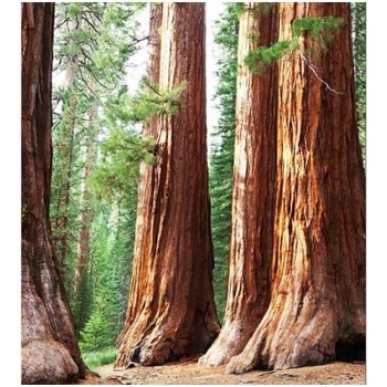 DIMEX ART s. r. o Флизелинов фототапет секвои 225 x 250 см