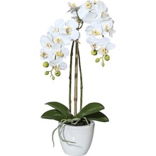 Orchidea Můrovec mini biely v kvetináči, 43cm