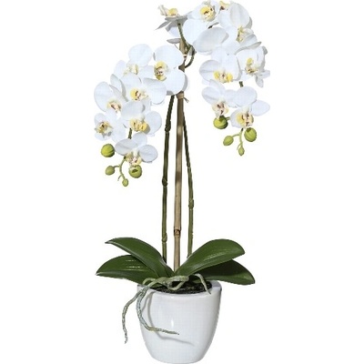 Orchidea Můrovec mini biely v kvetináči, 43cm