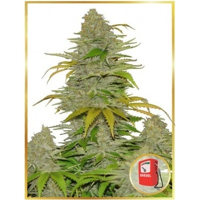 Mr. Hide Seeds Auto Diesel Mass semienka neobsahujú THC 100 ks