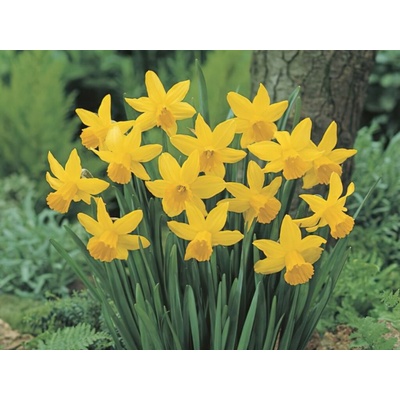 Narcis February Gold 5 ks v balení