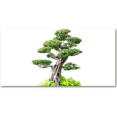 Foto obraz sklo tvrzené bonsai 100x50 cm