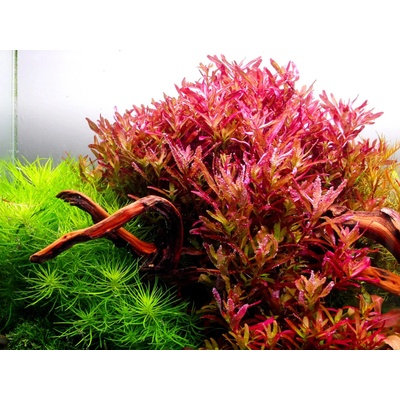 Rotala rotundifolia Blood Red – Hledejceny.cz