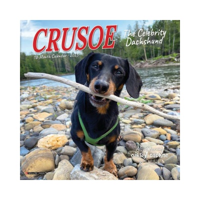 Crusoe the Celebrity Dachshund 7 X 7 Mini Wall 2026