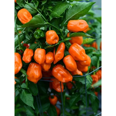 Semena Habanero Orange – Zbozi.Blesk.cz